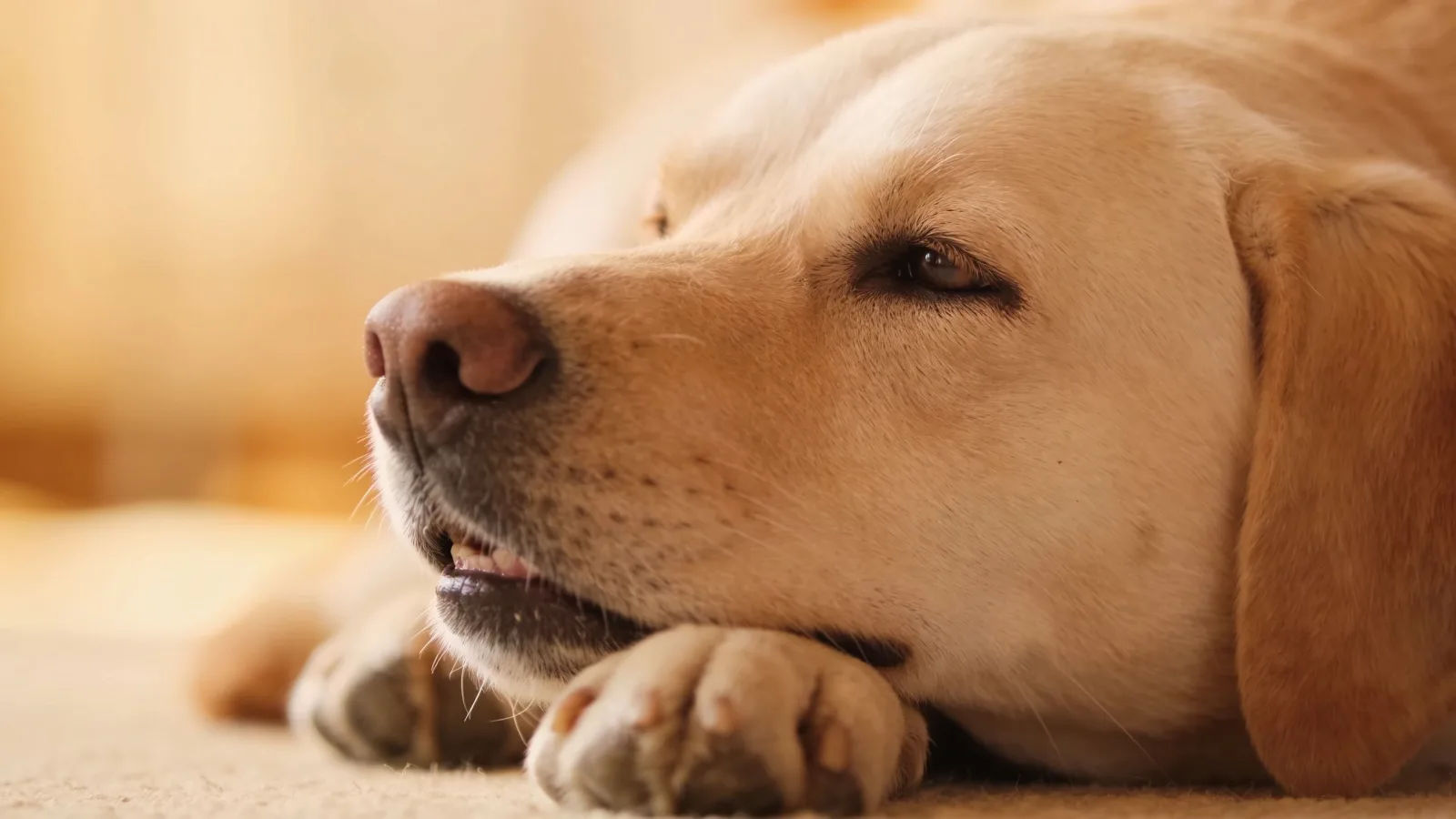 Direct the calming sound in plain English