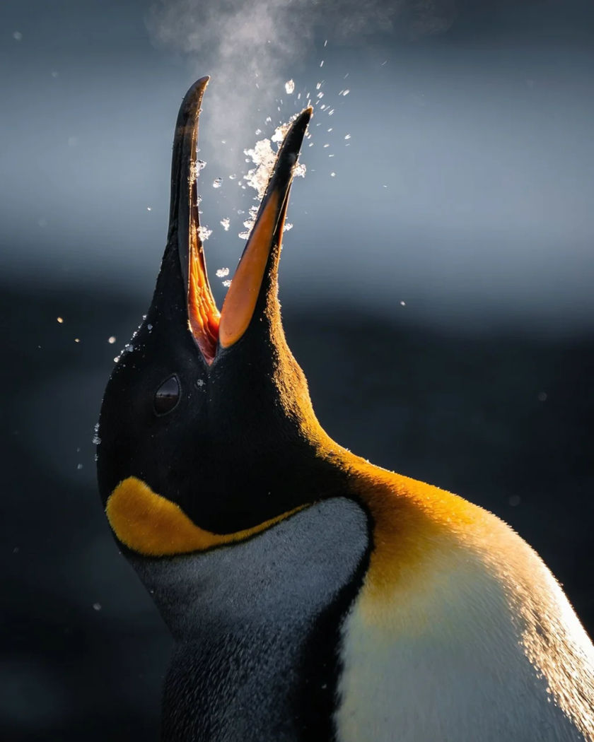 A penguin with its head thrown back and beak open mid-call under warm side light against a cold dark ground, ice crystals and breath vapour glittering around its beak