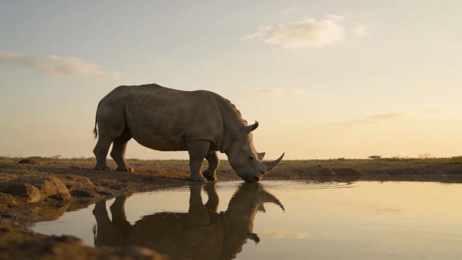 Let a grazing rhino carry a slow shot