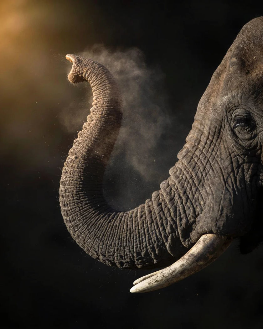 An elephant raising its trunk mid-trumpet under warm low light against a cool dark ground, dust lifting round its feet