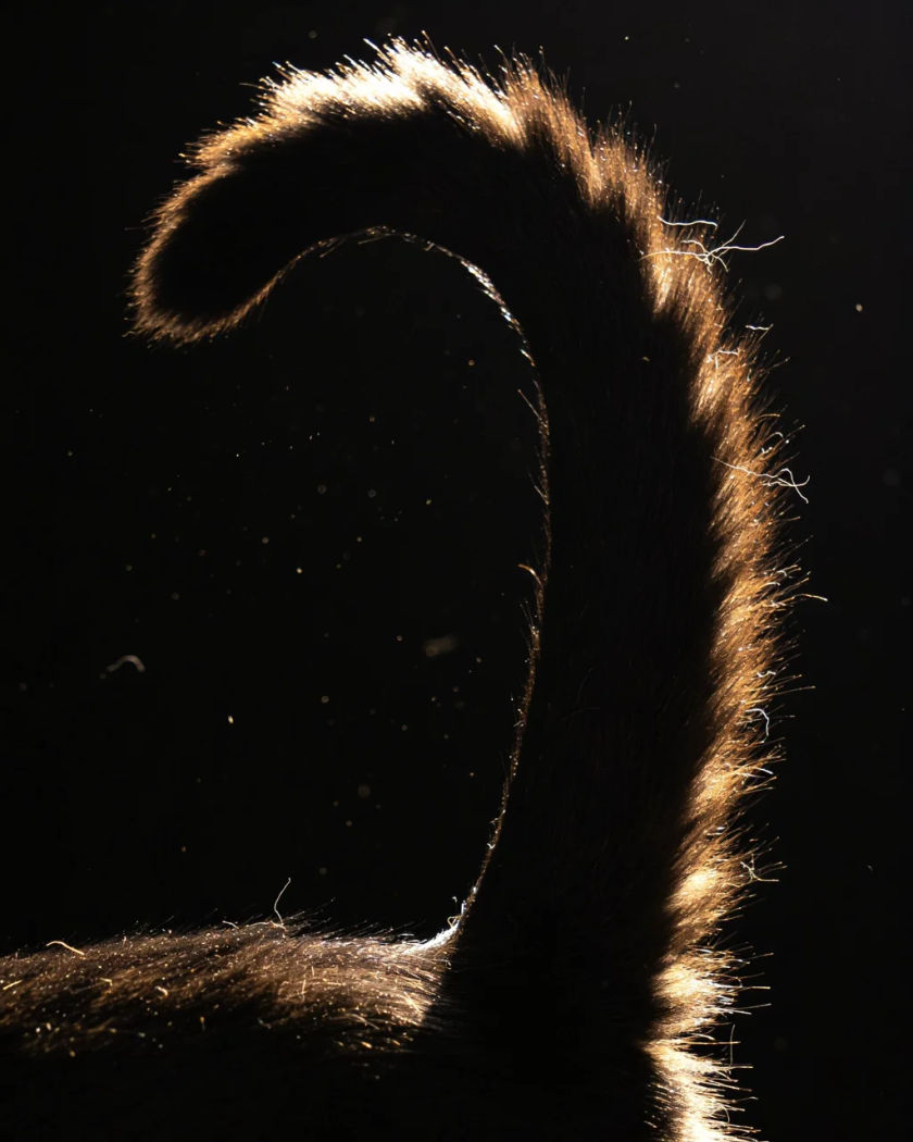 An arched black cat in silhouette hissing under warm side light against a dark ground, fur raised along its back