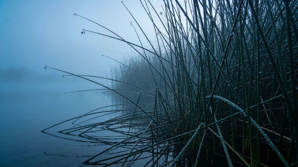 Suggest a hunter hidden in the reeds