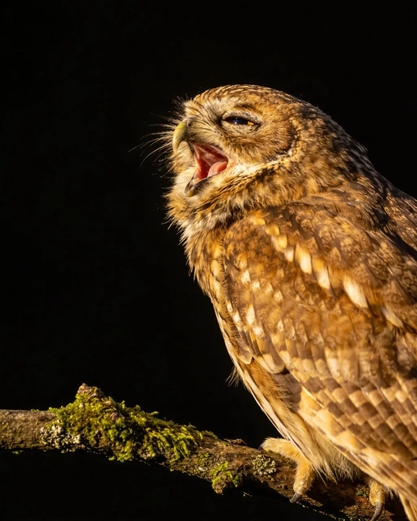 A tawny owl calling from a mossy branch under warm side light against a black ground