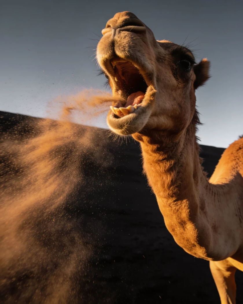 A camel head turned with its mouth open mid-groan in warm side light against a cold dark ground, sand blowing past its muzzle