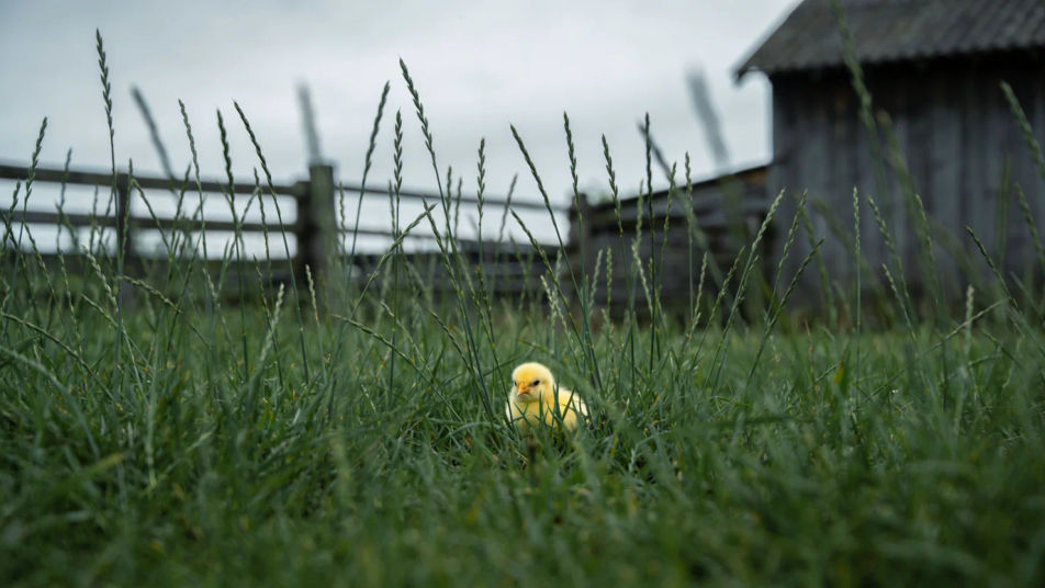 Show a chick has wandered off