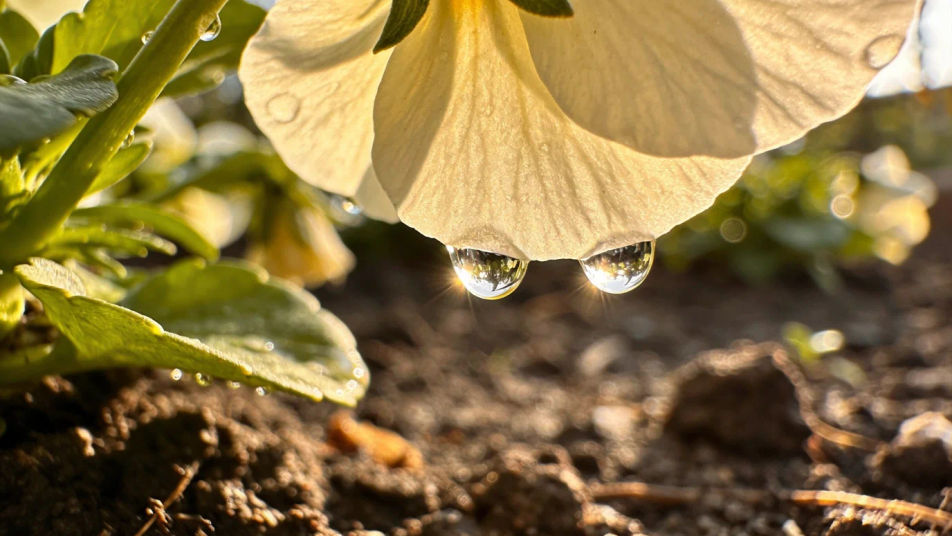 Fill a slow garden close-up with no music