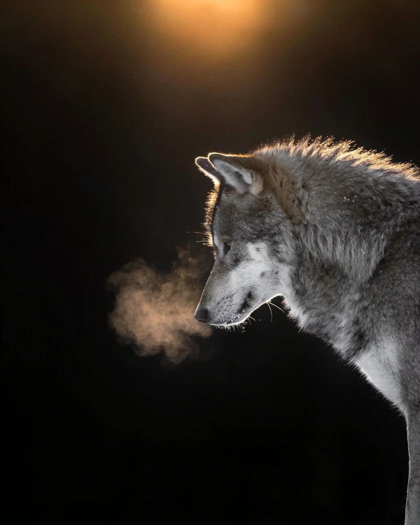 A grey wolf in profile with hackles raised under warm light from above against a black ground, breath steaming from its muzzle