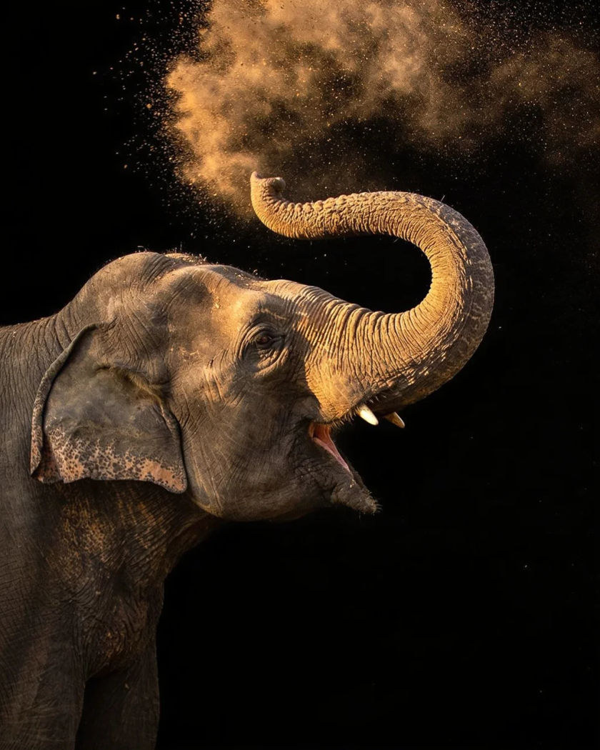 An Asian elephant raising its trunk mid-trumpet under warm light, fine dust lifting around its feet