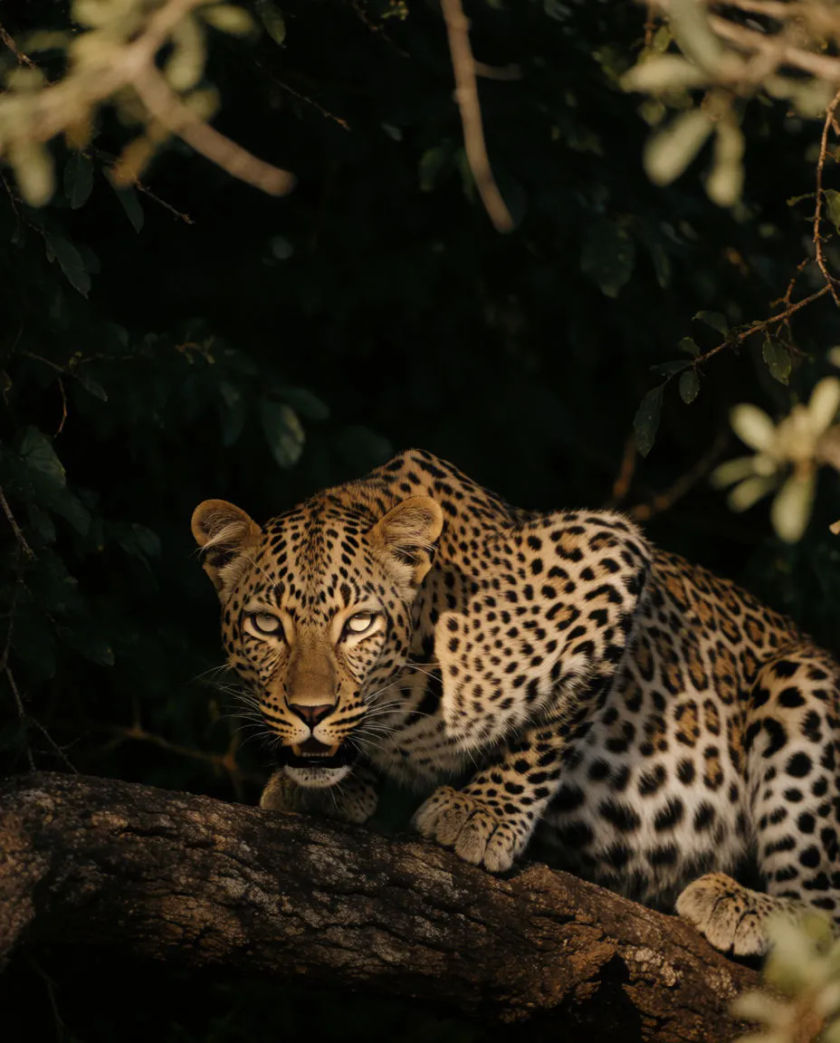 A leopard crouched along a thick tree branch in dark foliage, pale eyes catching a thin line of light, spotted coat half hidden