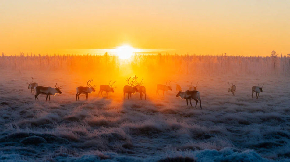Set a northern herding scene