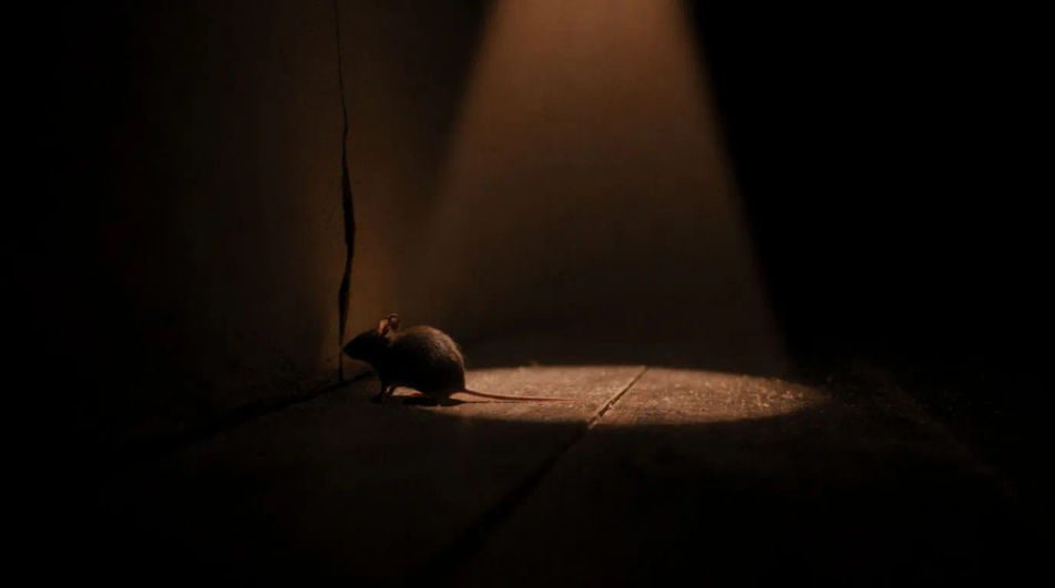 Imply a small creature close by