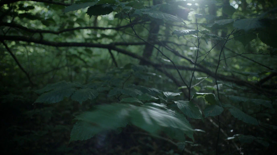 Suggest something moving through the trees