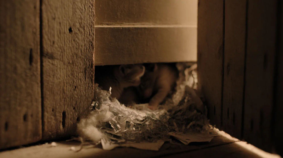 Set up a nest hidden in the wall