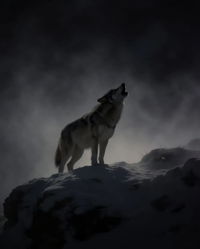 A single grey wolf standing on a rocky ridge with its head raised, soft pale light behind it, the rest of the frame near black