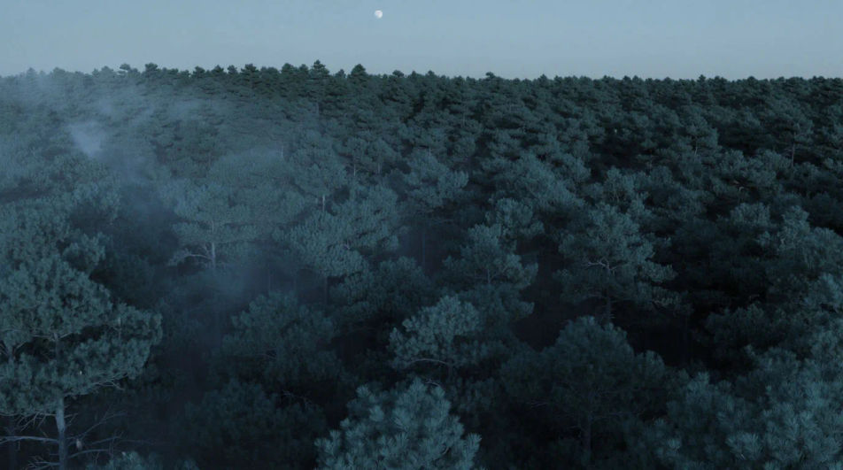 Fill a silent woodland without music