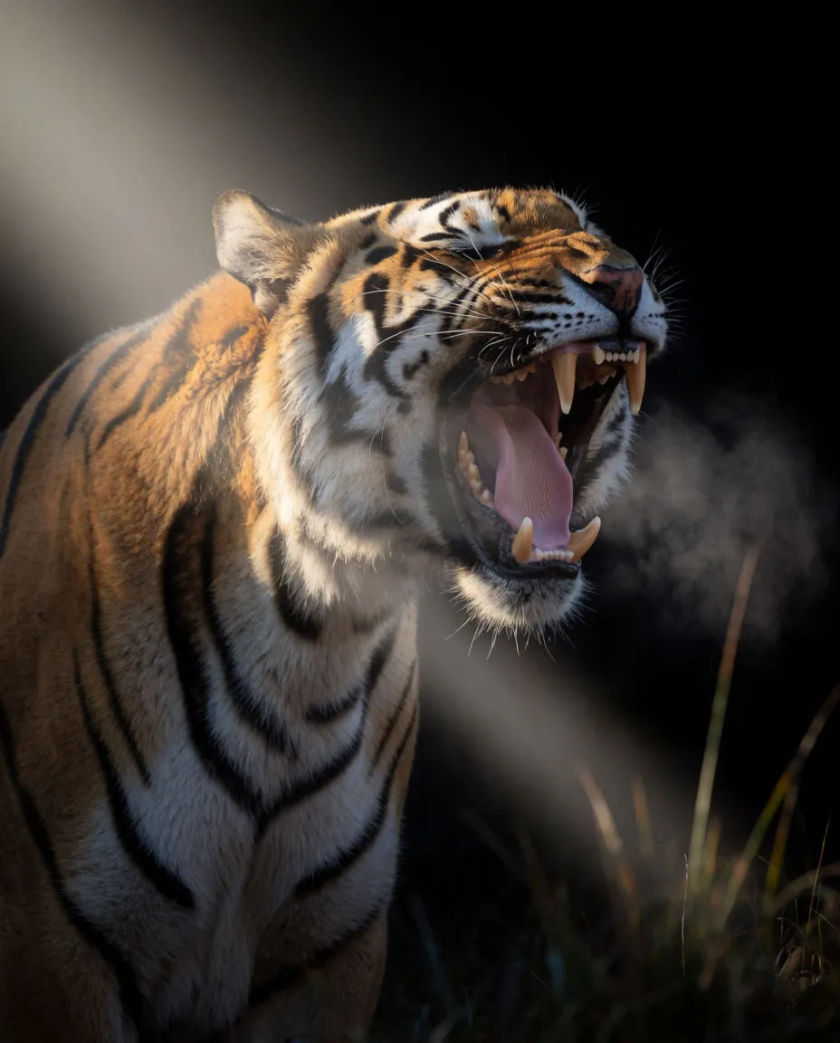 A tiger face in close profile with its mouth wide open mid-roar, breath misting in a single shaft of pale light against black
