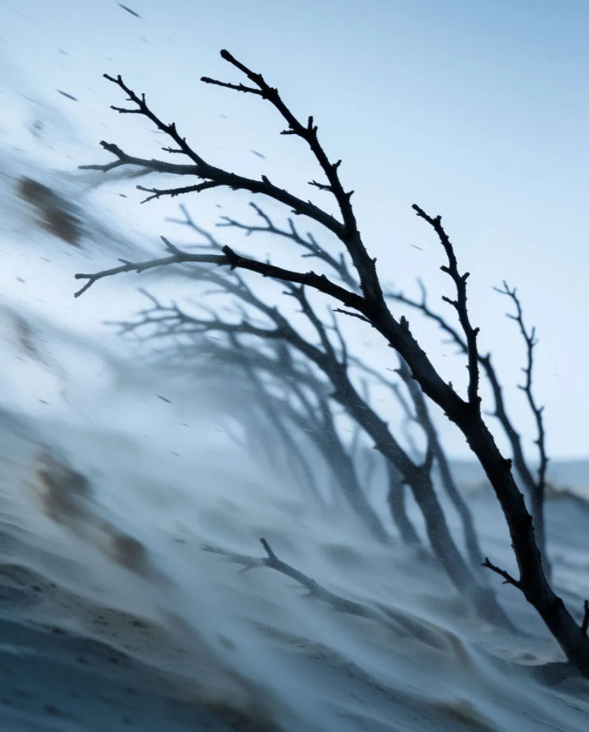 A line of bare black branches bending in one direction against a flat grey sky, a haze of fine pale grit streaming across the frame