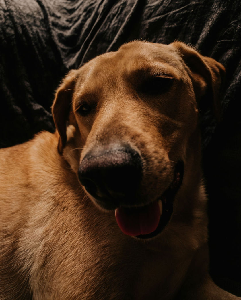 A tan short-haired dog head-on and close, ears back and mouth just open, filling the frame against dark fabric