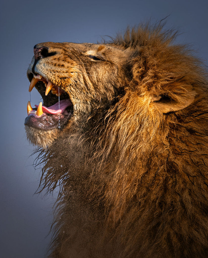A male lion in close profile with its jaws wide and the throat working, mane filling the frame and cropped by both edges