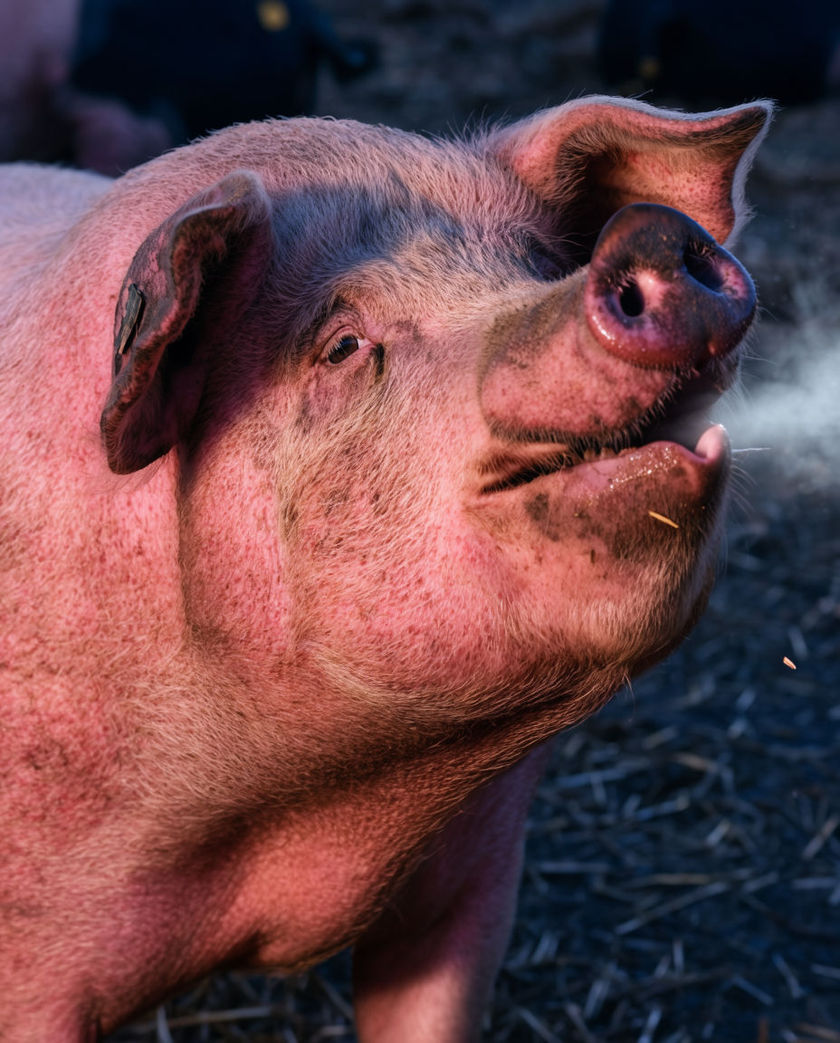 A pink farm pig in close three-quarter view with its snout raised and nostrils flared, loose straw blurred behind it