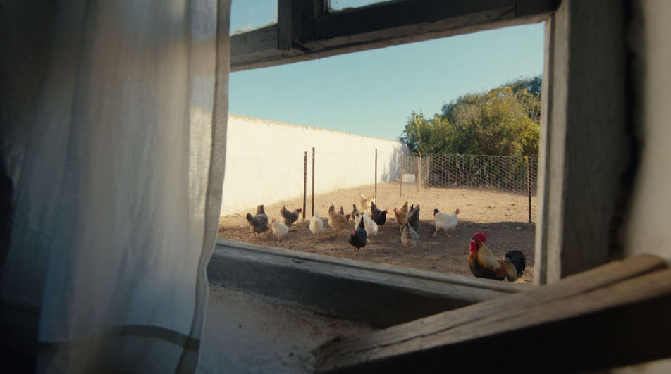 Put a yard full of birds outside the window