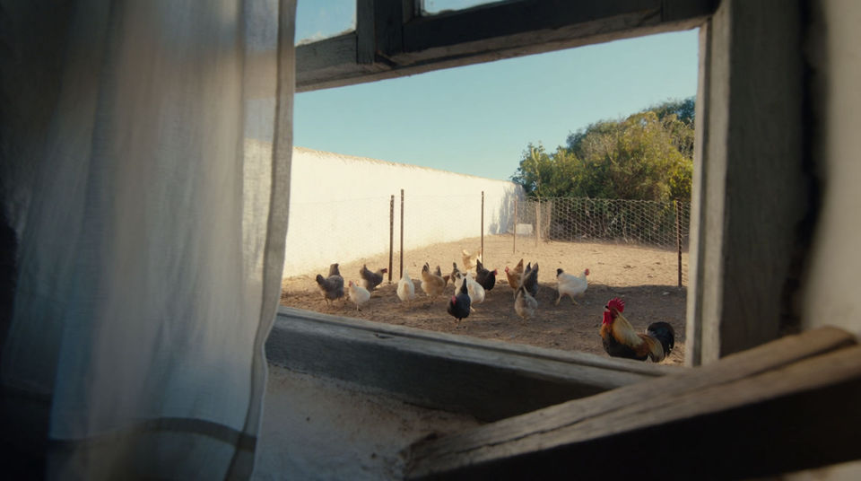 Put a yard full of birds outside the window