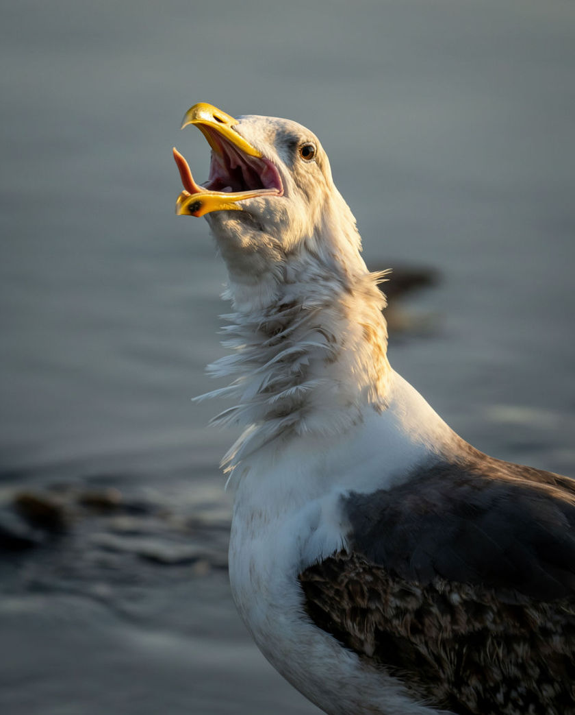 A single adult gull filling the frame against slate-grey water, beak wide open mid-cry and neck stretched forward.