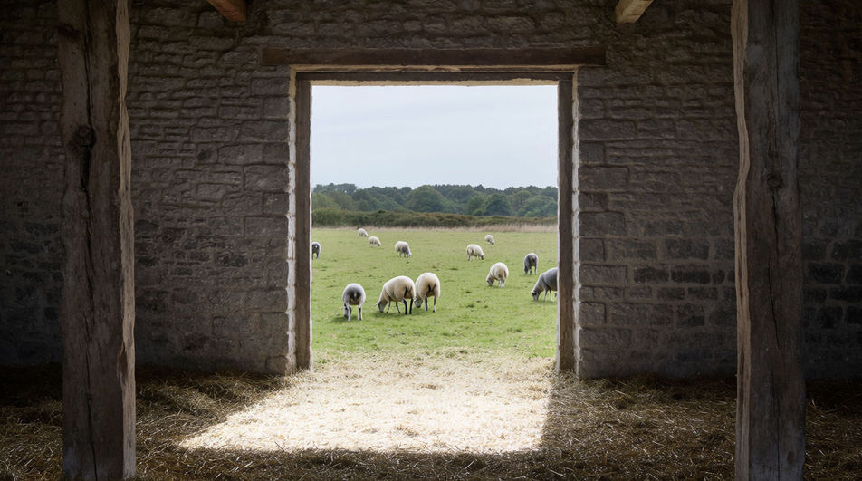 Punctuate a cut to the animals outside