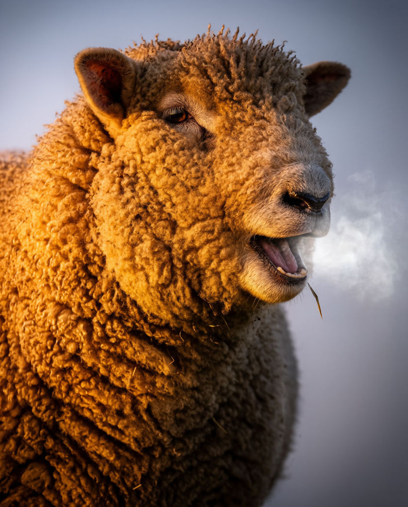 A ewe filling the frame in three-quarter profile with its mouth open mid-call, fleece texture sharp against a plain pale field