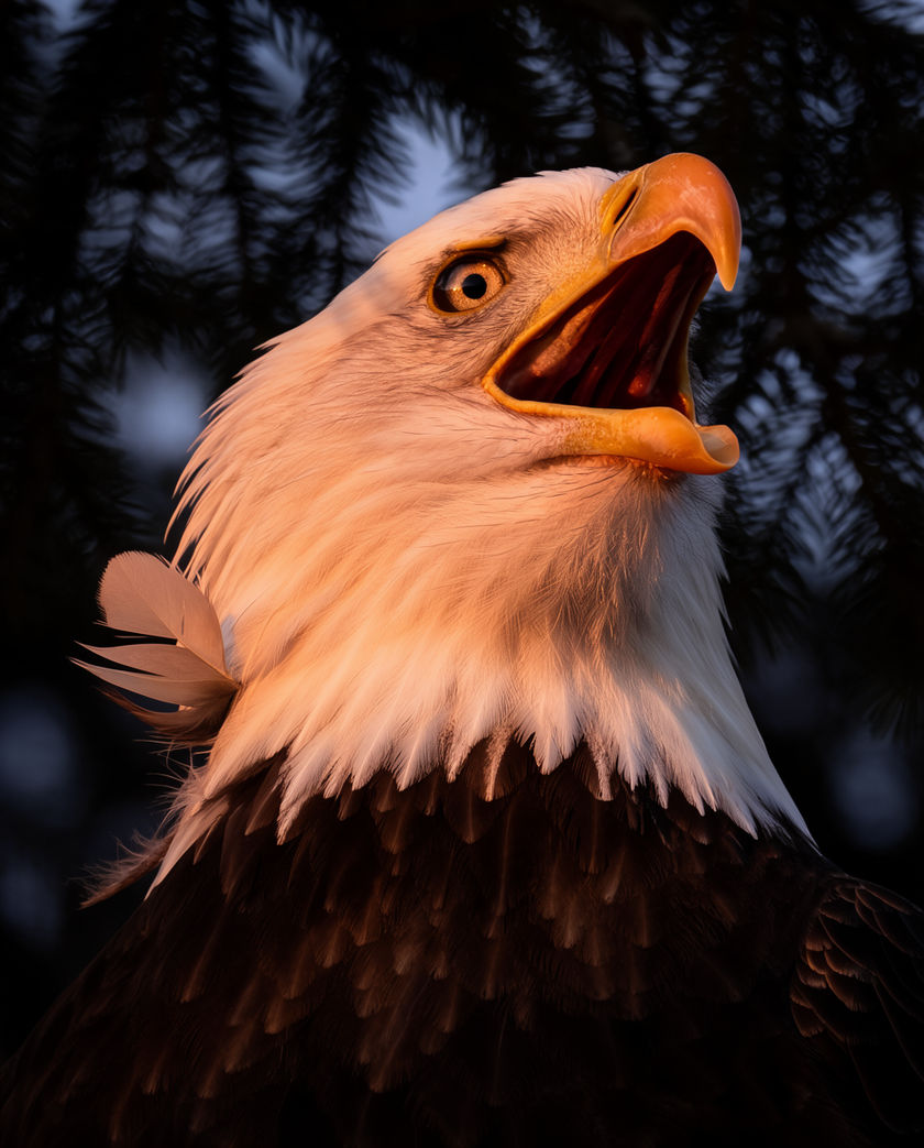 A bald eagle on a bare snag against grey water, head turned and beak open mid-call