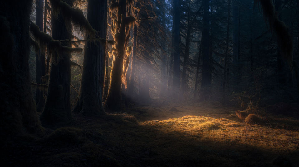Punctuate a cut into deep woodland