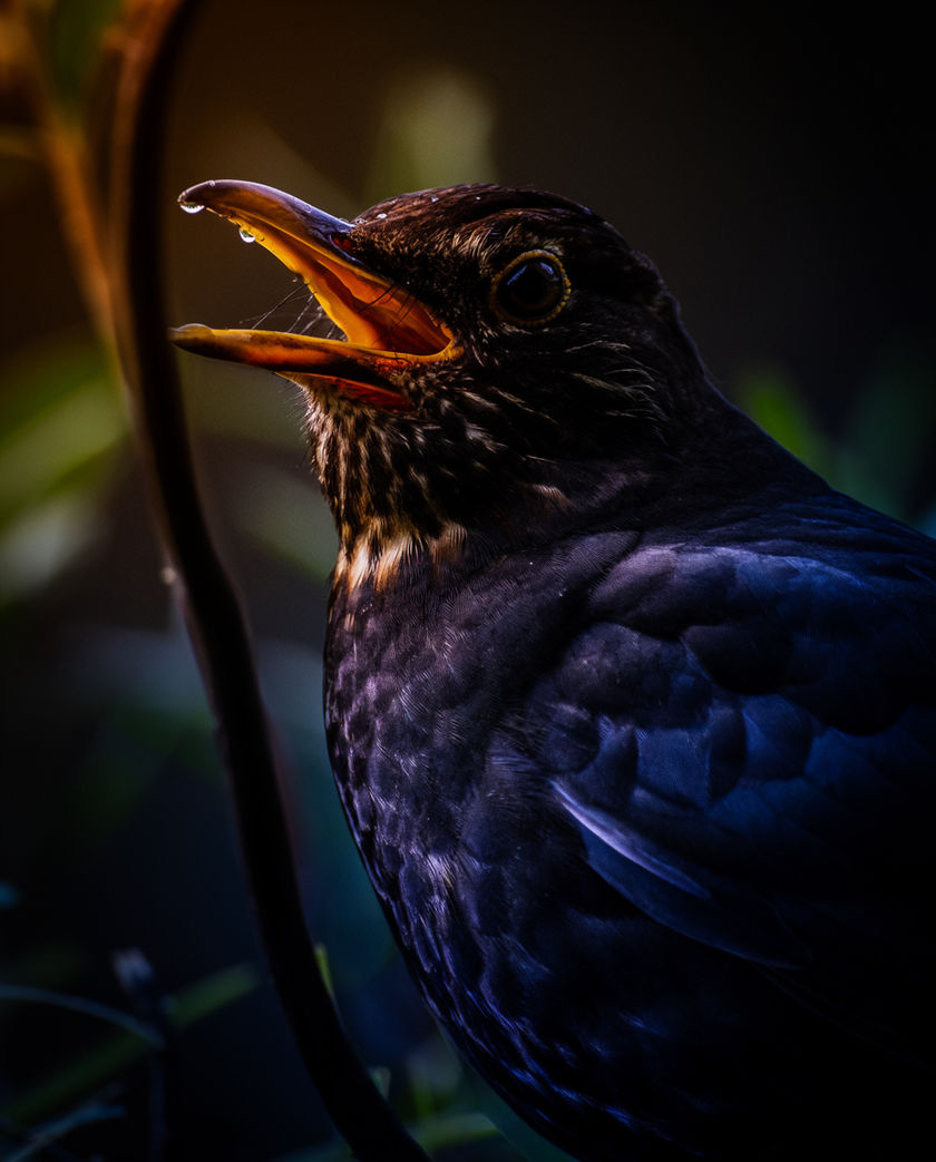 A small songbird on a thin branch mid-song, throat open, warm early light against dark foliage