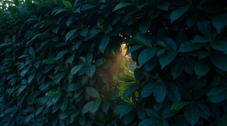 Make a garden feel watched without showing anything