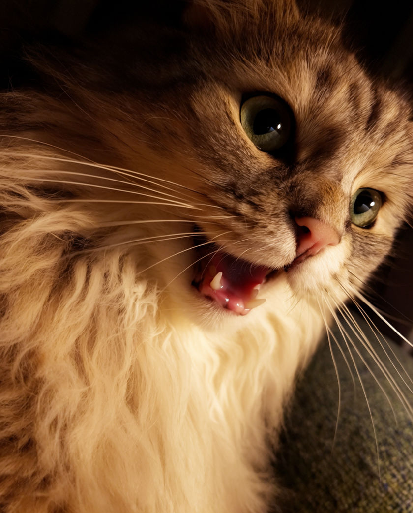 A grey tabby looking up into the lens, mouth wide mid-meow, warm lamplight from the left