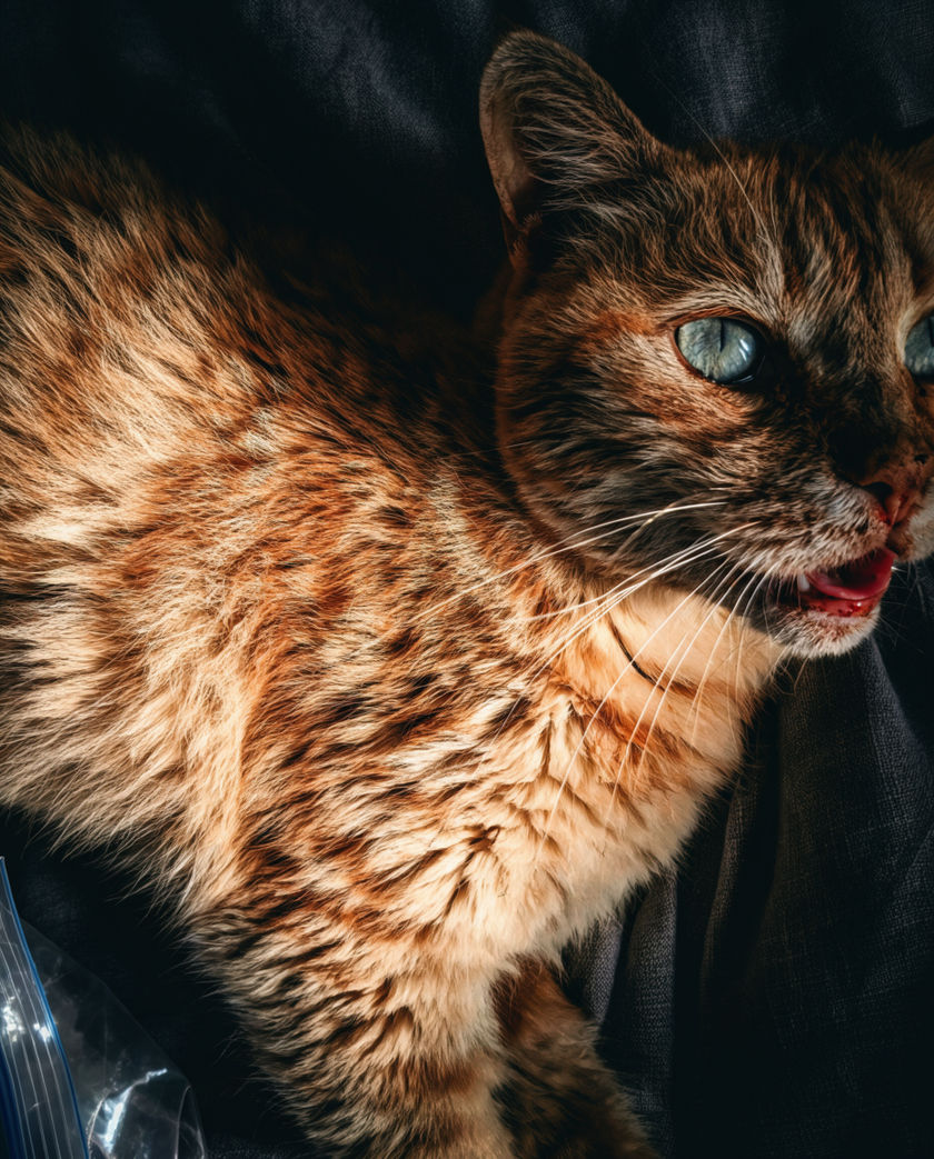 A ginger tabby lying on a dark textured surface, mouth slightly open mid-call