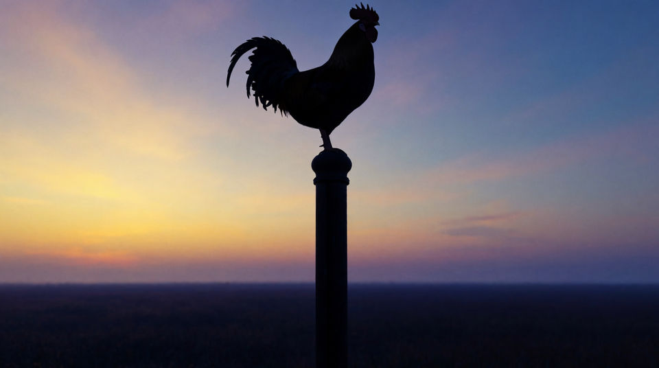 Punctuate a cut with a rooster
