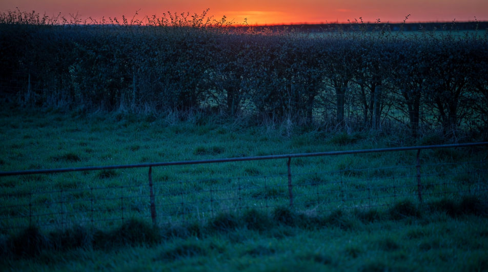 Let a distant moo and a bell hold a quiet field