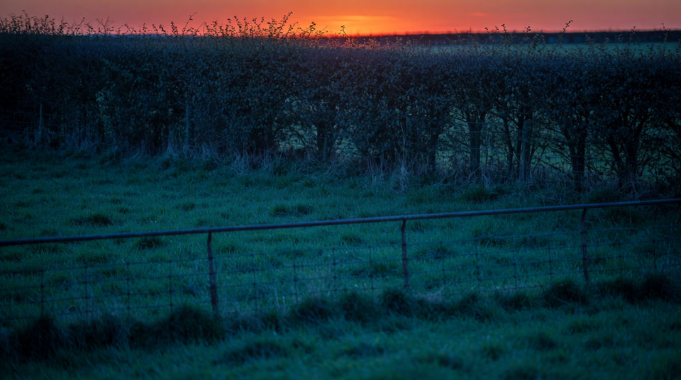 Let a distant moo and a bell hold a quiet field
