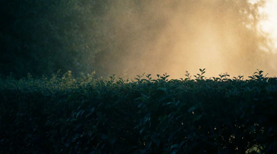 Put a herd beyond the hedge nobody films