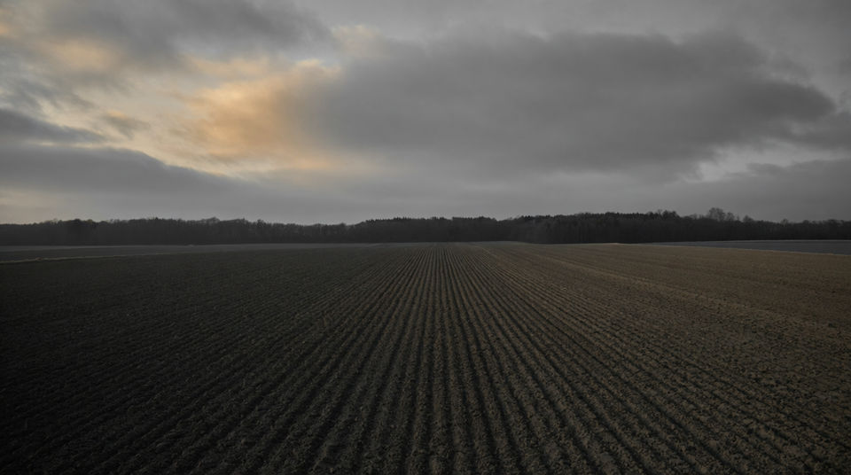 Let distant birds hold an empty field