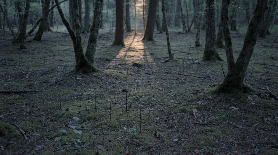 Let slow steps hold a still woodland shot