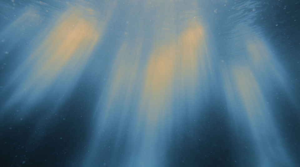 Let pod chatter hold an underwater shot