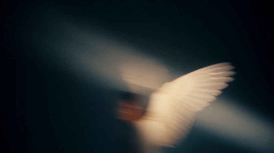 Startle a scene with wings