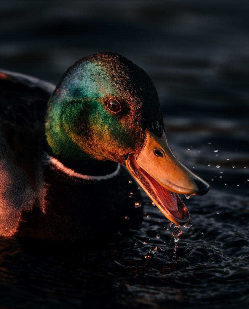 A mallard drake on still water mid-quack, beak open, ripples spreading, warm low light