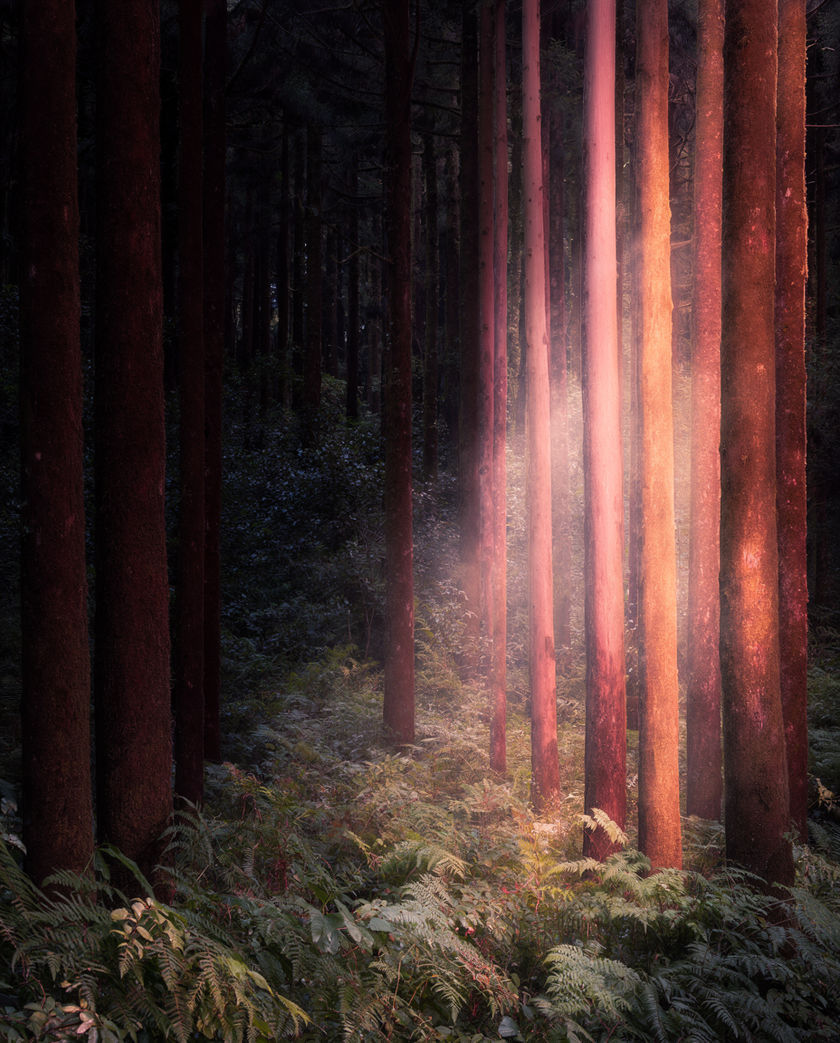 Low sun cutting through mist between tall trunks, ferns catching the light on the forest floor