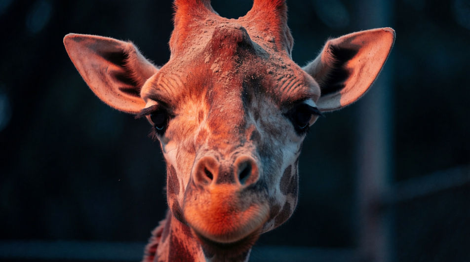 Mark a large animal noticing you