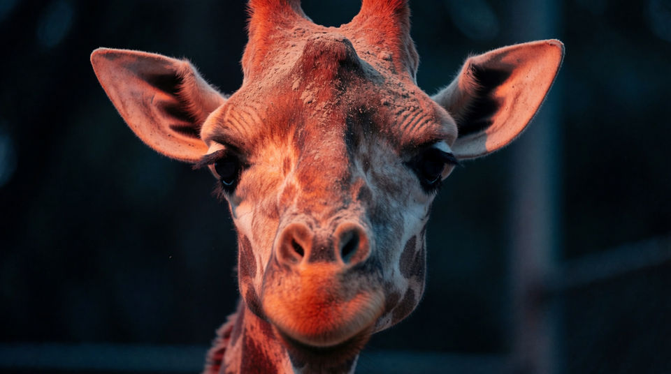Mark a large animal noticing you