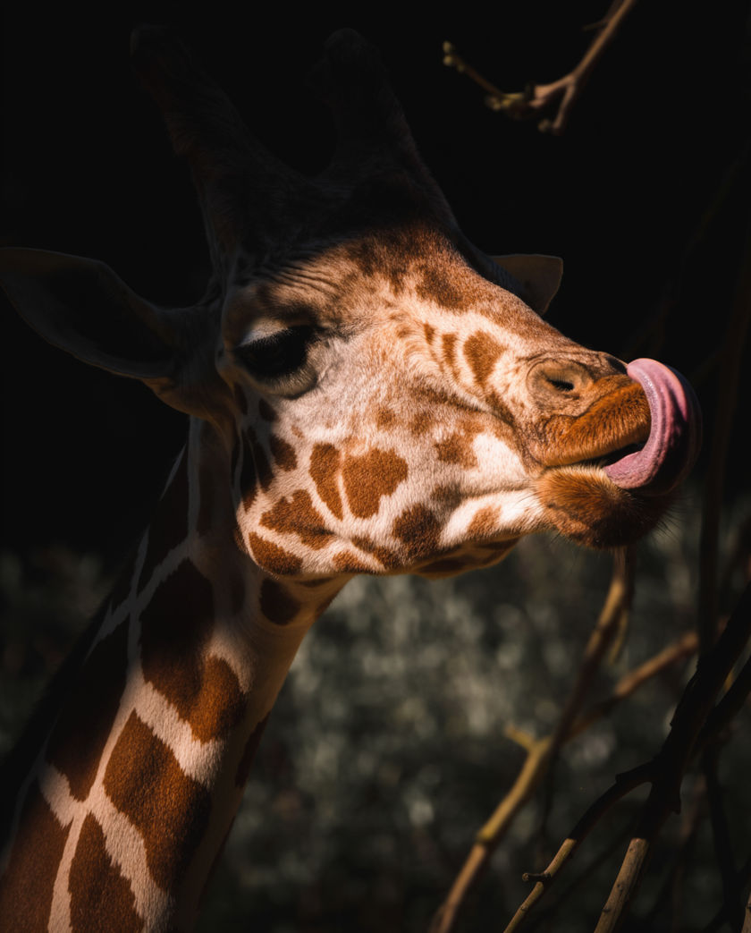 A giraffe head and neck against a pale sky from below, nostrils flared, hard afternoon light