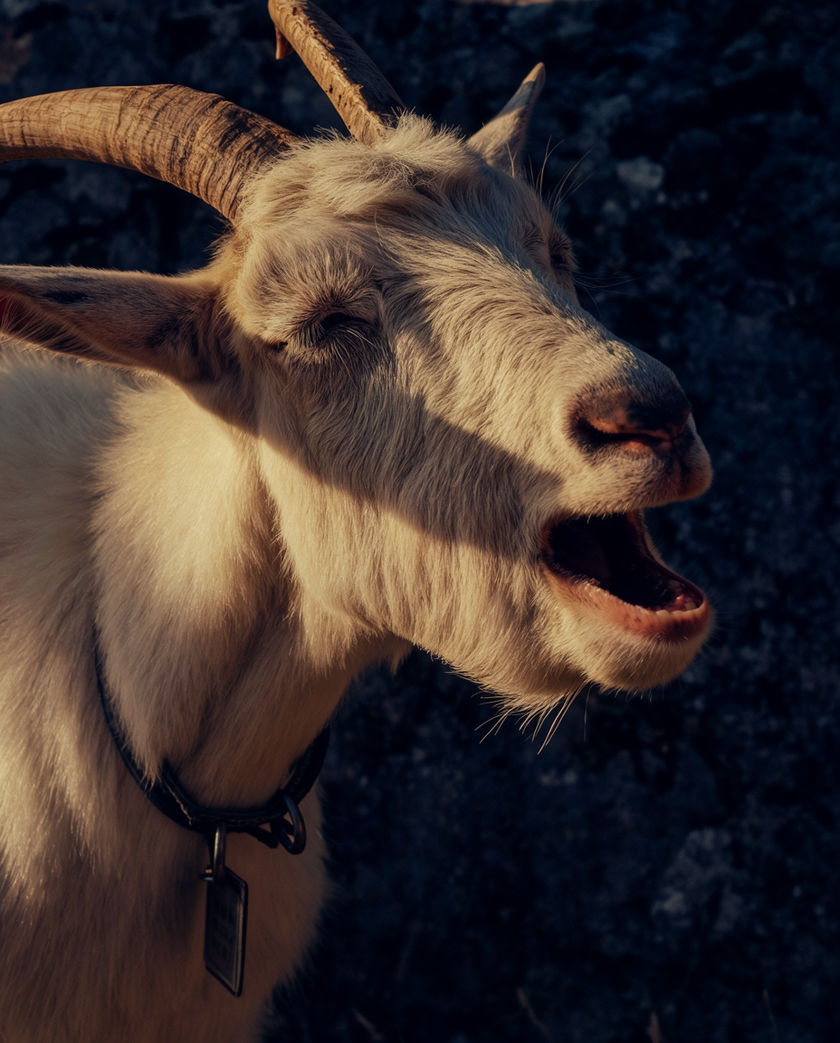 A goat on a stone wall mid-bleat, mouth open, hard side light picking out its rectangular pupils
