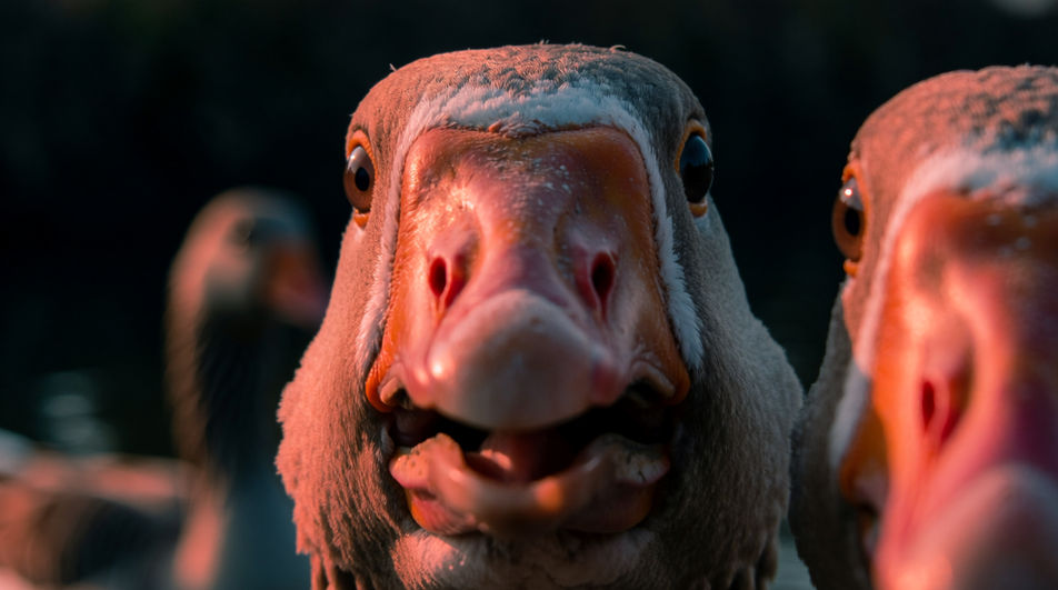 Punctuate a cut with one honk